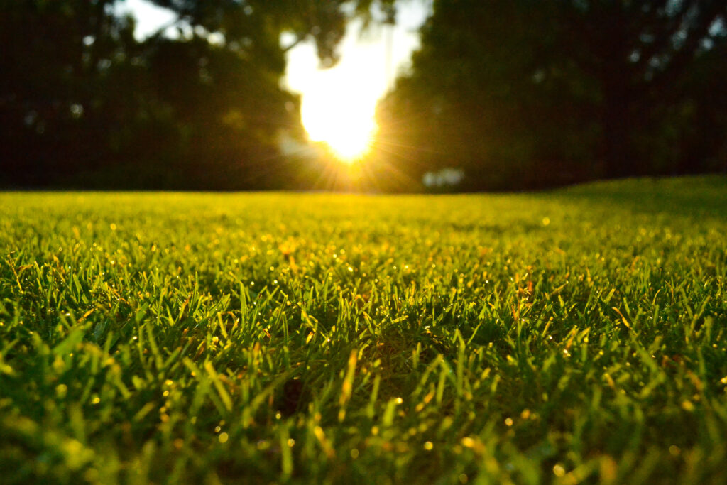 Lawn Care Companies in New York